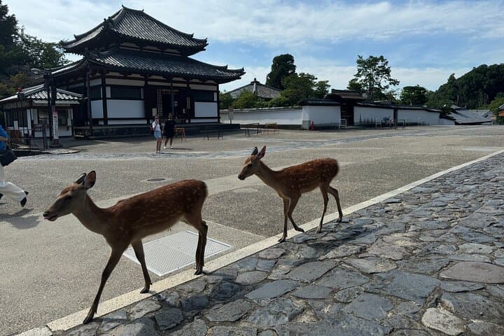 Nara: Todai-ji Temple & Great Buddha 2-Hour Guided Tour — photo 13