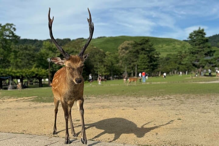 Private 3-Hour UNESCO Heritage Sites & Deer Park Tour — photo 18