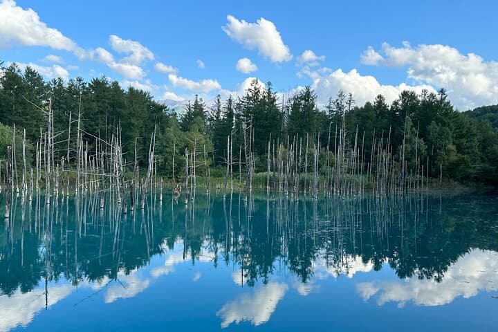 Sapporo to Blue Pond & Shirahige Falls Furano Private Tour