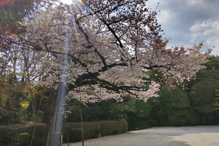 Private Day Tour of Tokyo Shrine for Oharai Yakubarai — photo 7