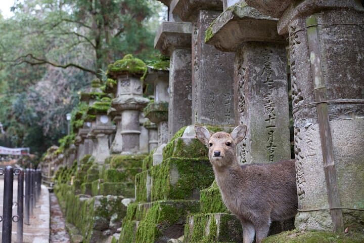 Private 3-Hour UNESCO Heritage Sites & Deer Park Tour — photo 15
