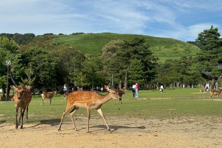 Nara: 1.5 Hour Private Kasuga Taisha Shrine Tour - World Heritage — photo 17