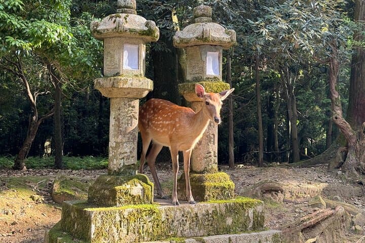 Private 3-Hour UNESCO Heritage Sites & Deer Park Tour — photo 20