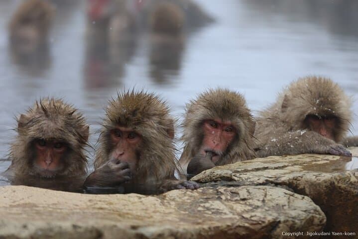 2 Day Private Tour in Tokyo with Snow Monkeys by Bullet Train — photo 2