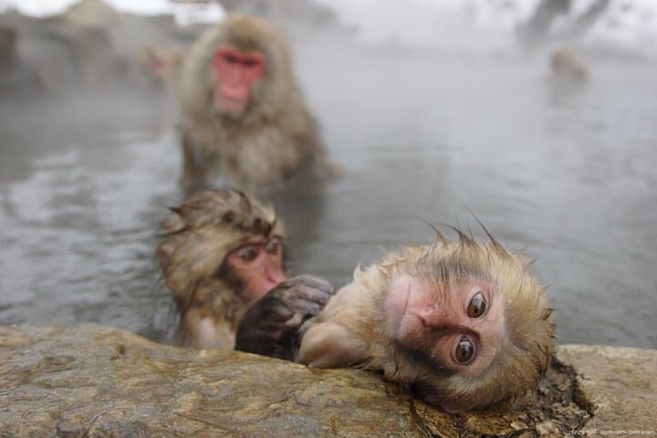 2 Day Private Tour in Tokyo with Snow Monkeys by Bullet Train — photo 1