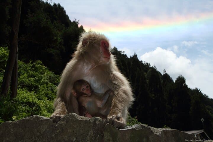 2 Day Private Tour in Tokyo with Snow Monkeys by Bullet Train — photo 4