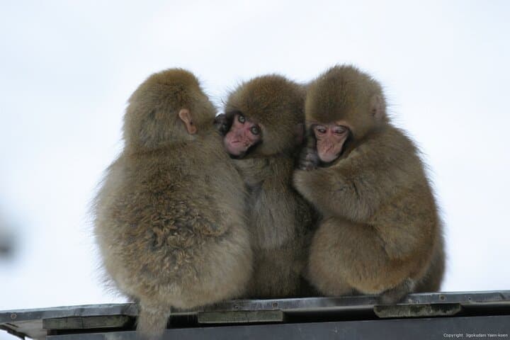 2 Day Private Tour in Tokyo with Snow Monkeys by Bullet Train — photo 5