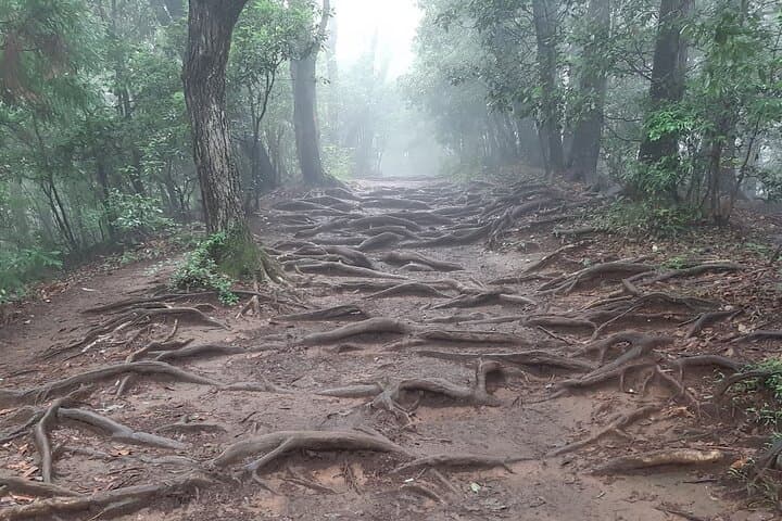 Mt. Takao with Hot Spring Private Tour — photo 2