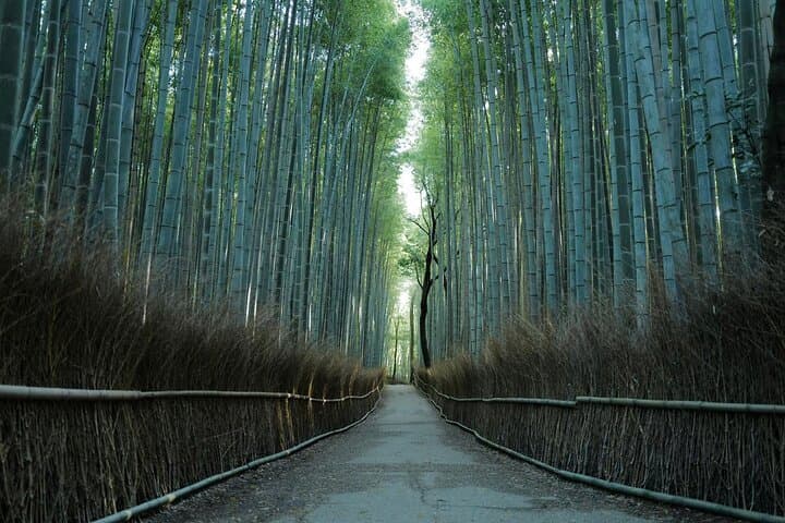 Kyoto Early Bird Tour Tokyo Round or One Way Shinkansen — photo 3