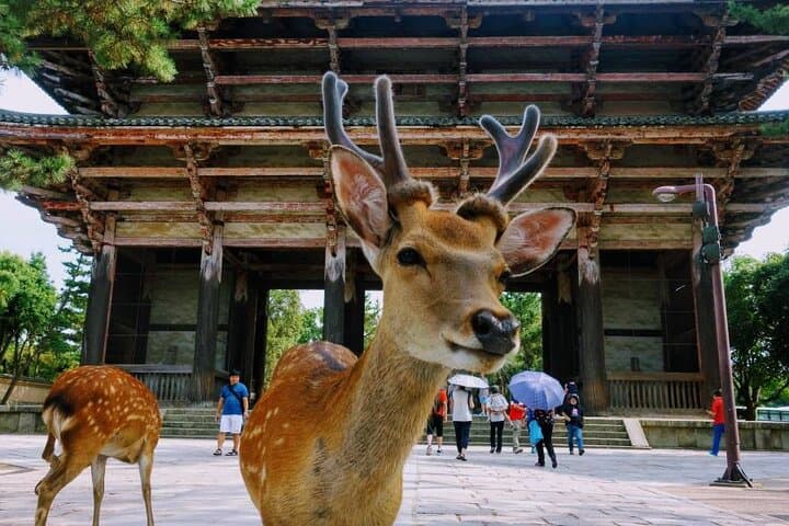 Kyoto & Nara Private Tour from Osaka Kyoto Hotel Pick-up — photo 3