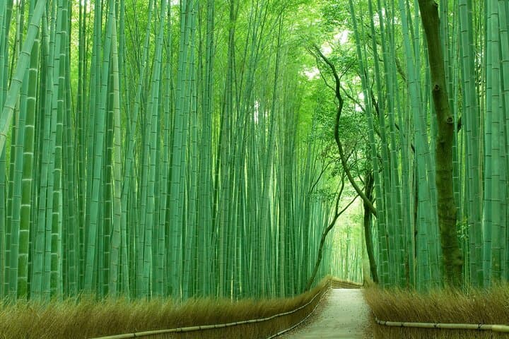 Kyoto 1 Day Golden Route Bus Tour — photo 10