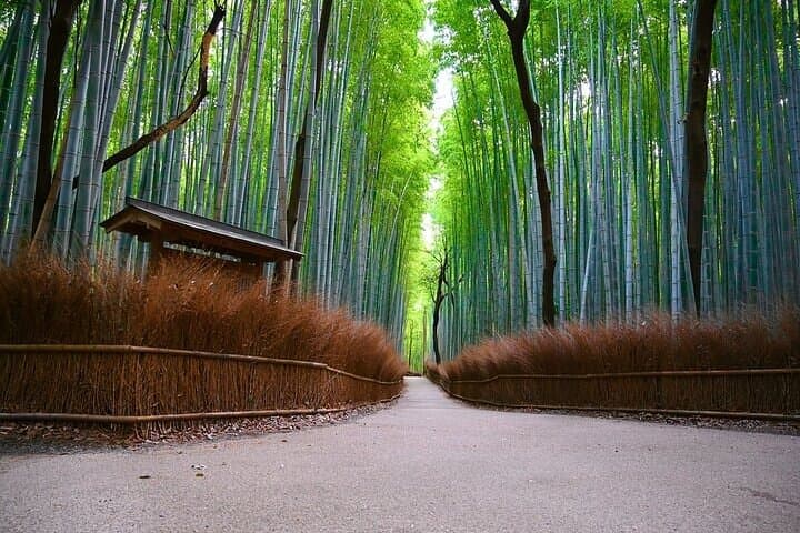 Kyoto Arashiyama: Fall Foliage Walking Tour【Autumn's limited】 — photo 4