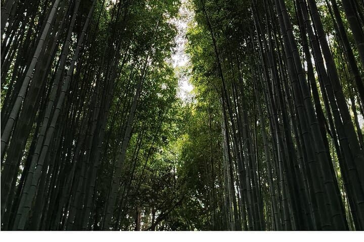Early Half Day to Kyoto Highlights — photo 6