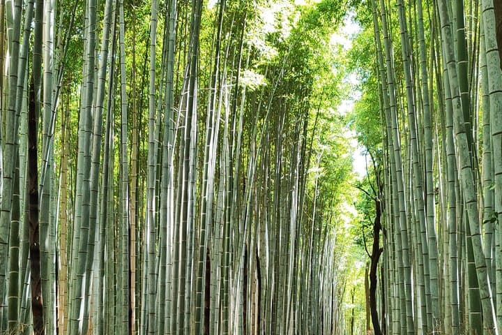 Early Half Day to Kyoto Highlights — photo 7