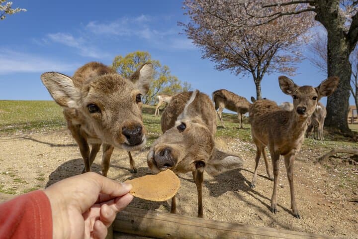 Nara Day Trip from Osaka with a Licensed Guide — photo 15