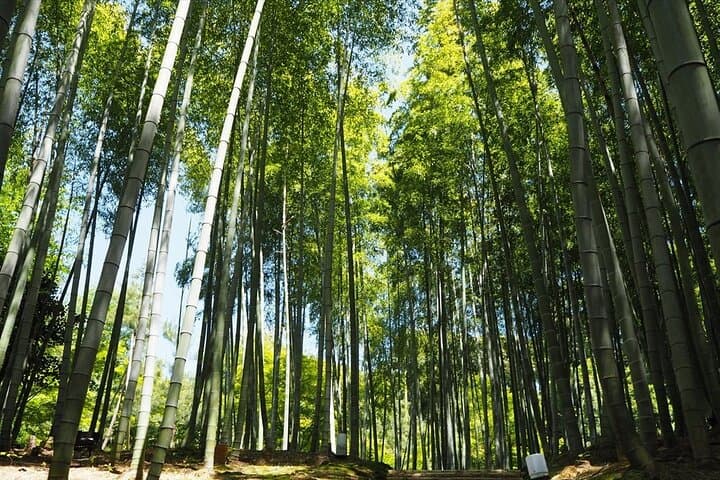 【Fushimi inari shrine】A local born in Kyoto shares the secret path away tourists — photo 3