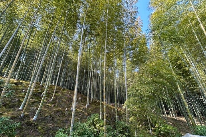(4hours)Zero Emission Car Private Kyoto Tour with Japanese Guide — photo 3