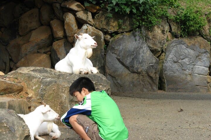 Colors of Japan, Fukuoka Nokonoshima Island Park & Wagyu BBQ — photo 7