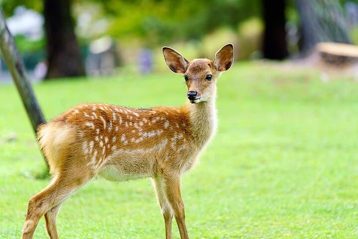 Nara Deer Park, Uji Matcha, & Hot Spring Full-Day Tour from Osaka — photo 3