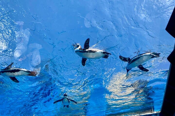 Tokyo : Aquarium Backyard Tour and Tokyo View Observatory — photo 6