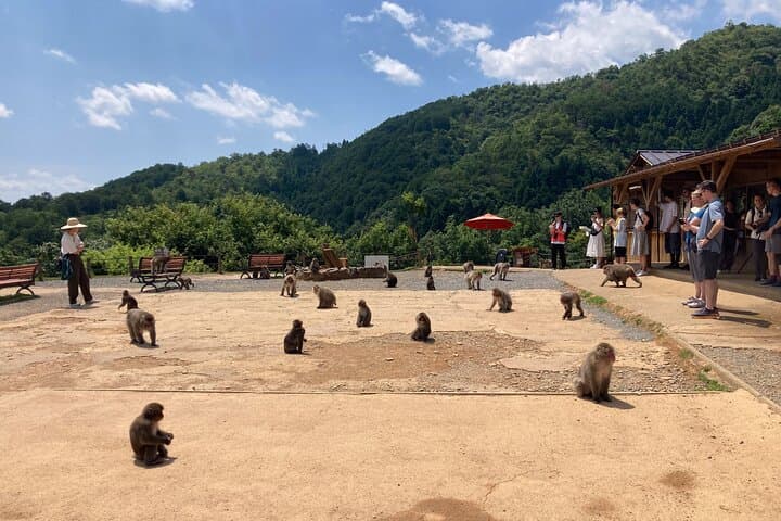 West Kyoto & Arashiyama: In-Depth 1-Day Cultural Tour — photo 6
