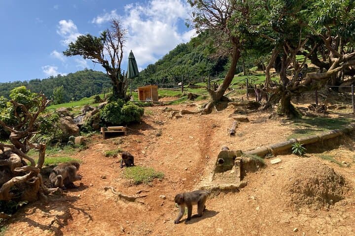 West Kyoto & Arashiyama: In-Depth 1-Day Cultural Tour — photo 7