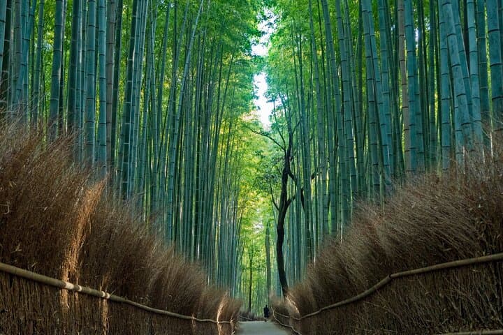 From Osaka or Kyoto: Kyoto and Nara 1-Day Bus Tour — photo 5