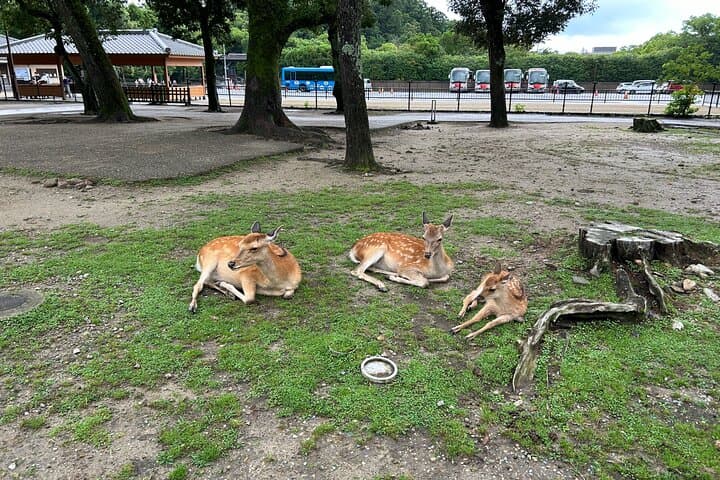 No Emission Car Nara Private Tour from Kyoto with Japanese Guide — photo 3