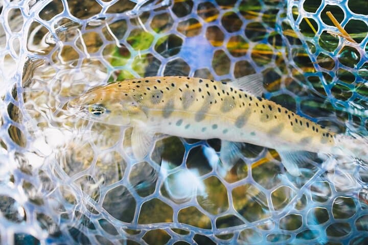 Private Fishing & Nature Experience in Hokkaido — photo 17