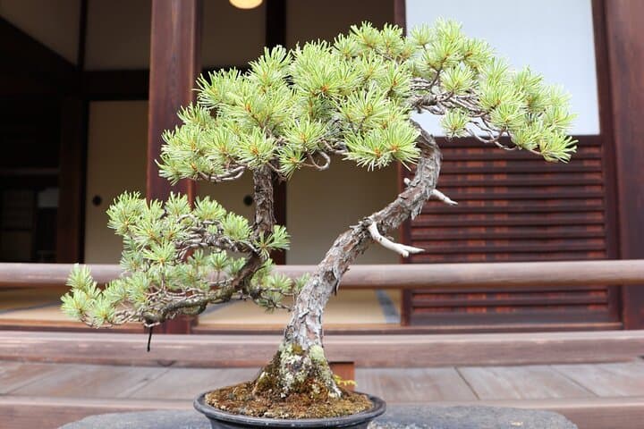 ALL INCLUDED:Short Exclusive Hidden Kyoto Private Tour with Local — photo 10