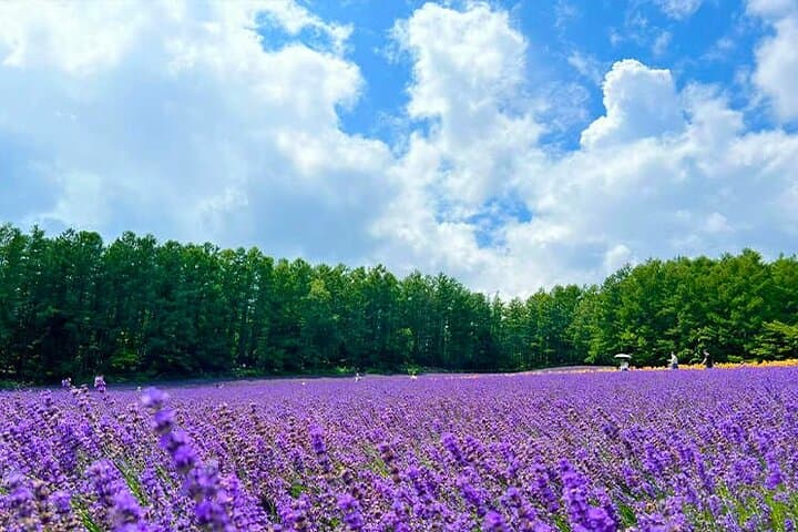Farm Tomita Shikisai Hill Blue pond with optional Buffet| Sapporo — photo 7