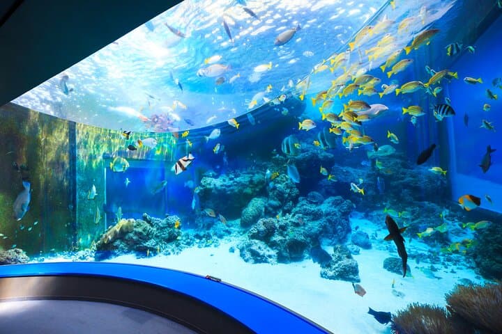 Okinawa HIP-HOP BUS B - 1 Course Tour (Okinawa Churaumi Aquarium) — photo 6