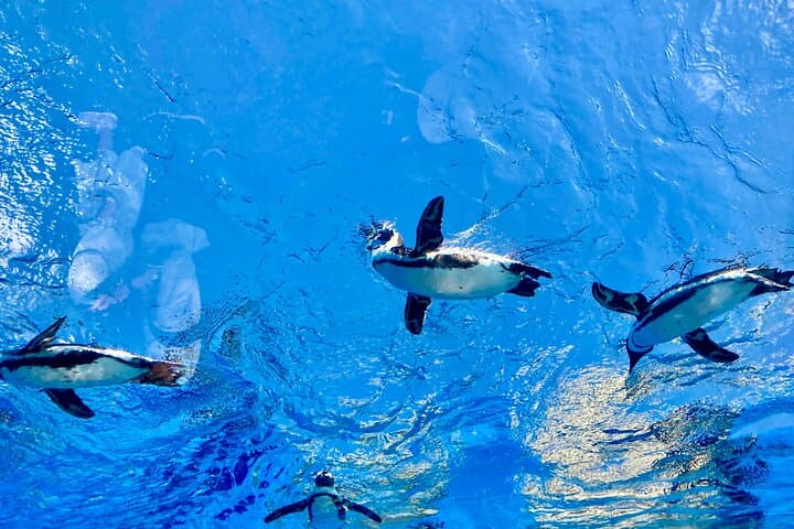 Tokyo : Aquarium Backyard Tour and Tokyo View Observatory — photo 14