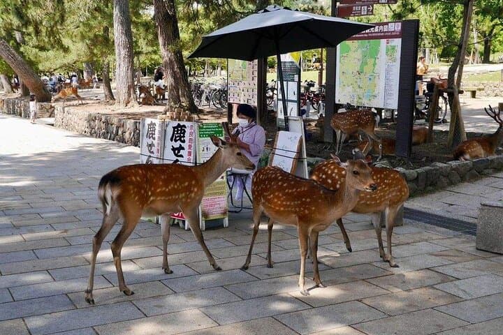 Nara, Todaiji Temple and Kuroshio Market One Day Tour from Osaka