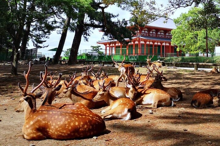 Nara, Todaiji Temple and Kuroshio Market One Day Tour from Osaka — photo 5