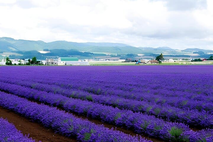 Furano & Biei Private Tour：Custom Scenic Route（from Sapporo） — photo 5