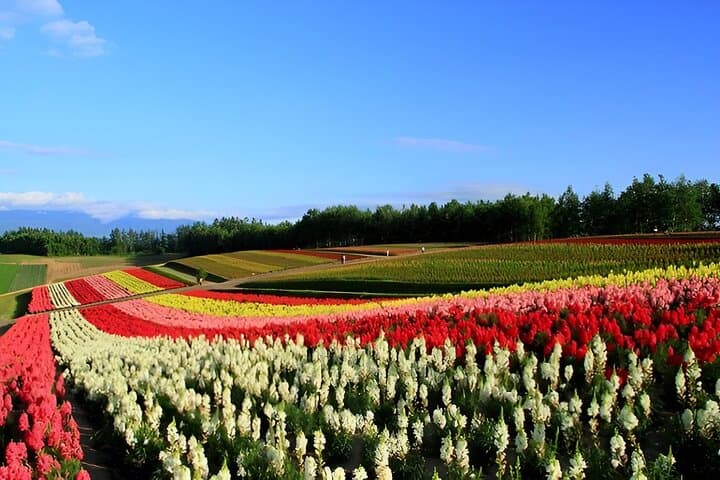 Furano & Biei Private Tour：Custom Scenic Route（from Sapporo） — photo 4