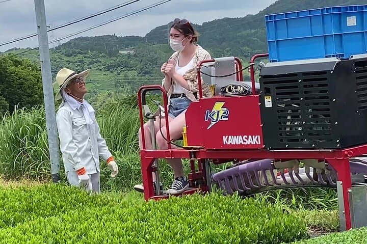Experience tea picking with a tea farmer, and tempura lunch with picked tea leaves — photo 10