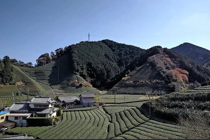 Shizuoka 6hr Private Tour and Japanese Tea Farm Tour with Vehicle — photo 12