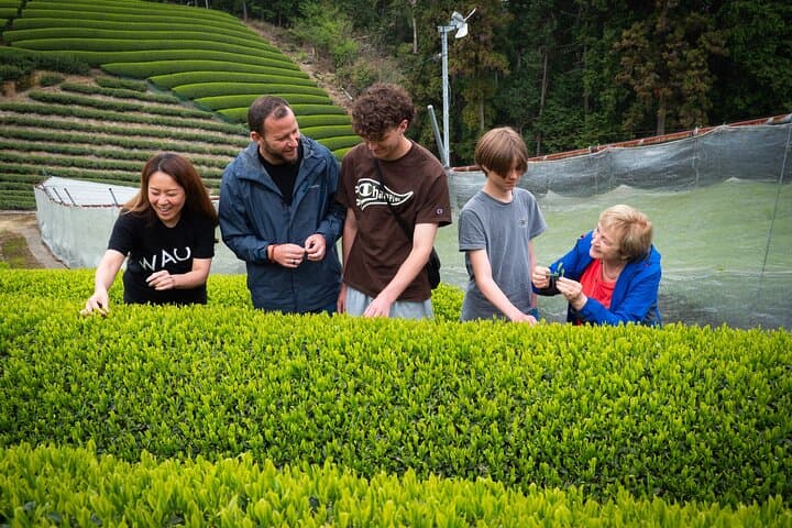 Uji and Wazuka Matcha Farm Half Day Private Guided Tour — photo 2