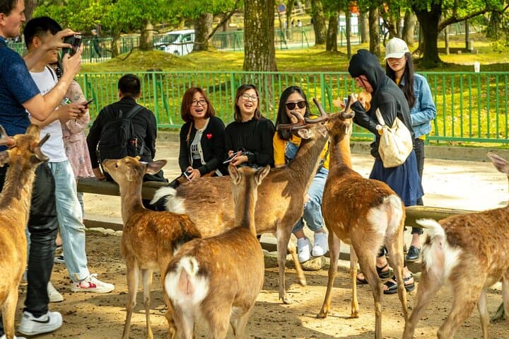 Kyoto and Nara Friendly Two-Day Walking Tour with Guide — photo 1