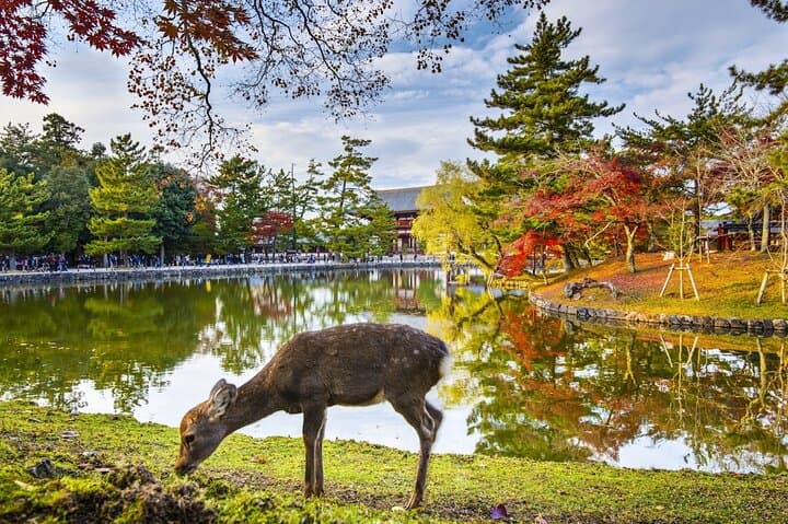 Kyoto and Nara Friendly Two-Day Walking Tour with Guide — photo 2