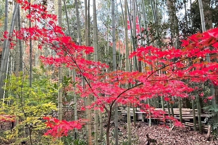 Tokyo Autumn Highlights Private Walking Tour by trains, subways — photo 3