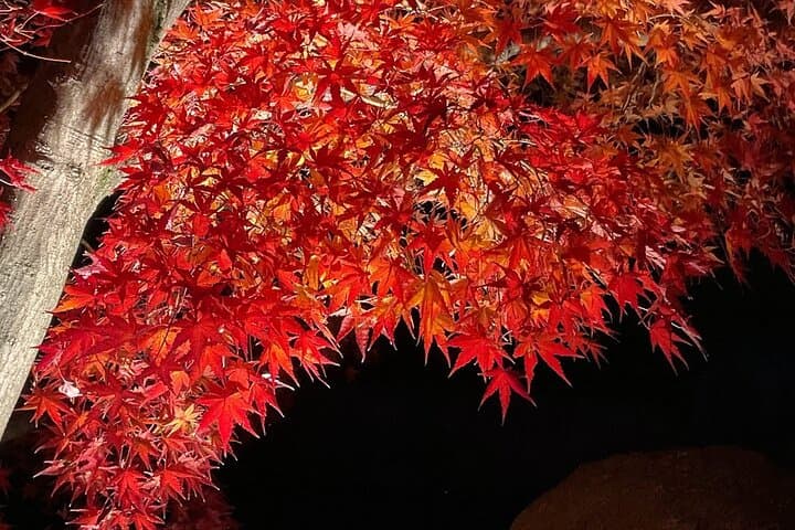 Tokyo Autumn Highlights Private Walking Tour by trains, subways — photo 5