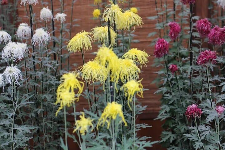 Tokyo Autumn Gardens, Private Walking Tour by trains, subways — photo 2