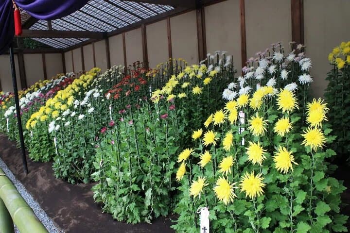 Tokyo Autumn Gardens, Private Walking Tour by trains, subways — photo 3