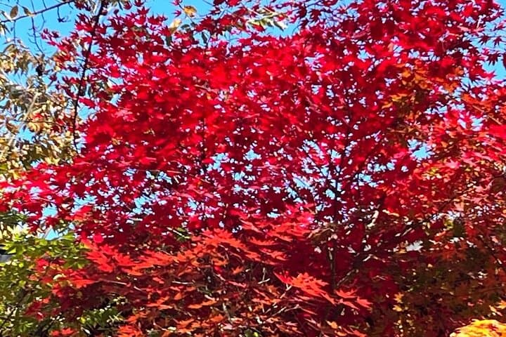 Tokyo Autumn Gardens, Private Walking Tour by trains, subways — photo 5