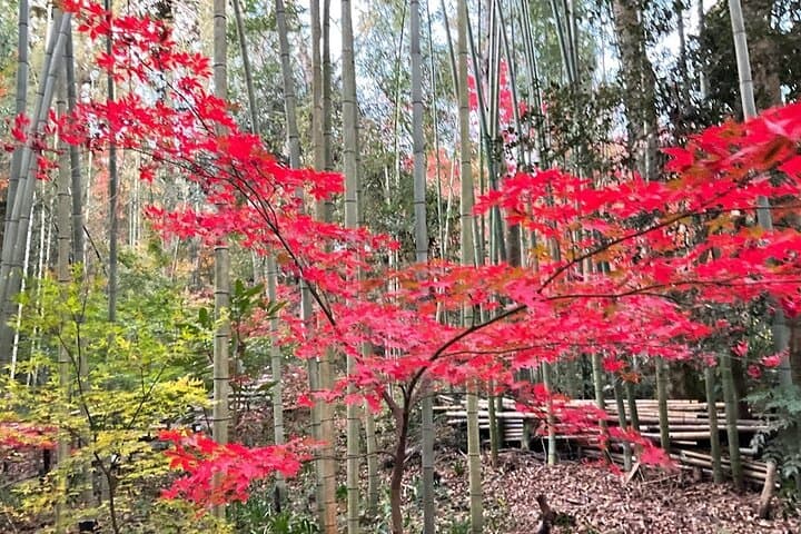 Tokyo Autumn Gardens, Private Walking Tour by trains, subways — photo 8