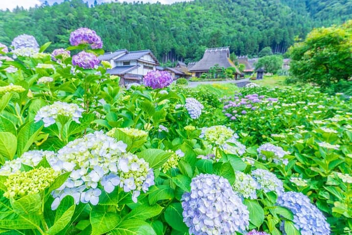 Amanohashidate Ine Funaya Miyama Village No Sato Tour from Osaka — photo 14