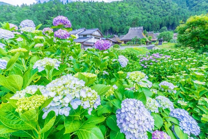 Amanohashidate and Ine Boathouses Day Trip from Kyoto and Osaka — photo 10